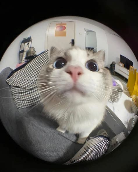 Hilarious Meme Ideas with Fisheye Lens .